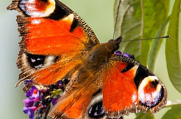 Staruszek mocno sfatygowany.. #motyle #ogrody #macro