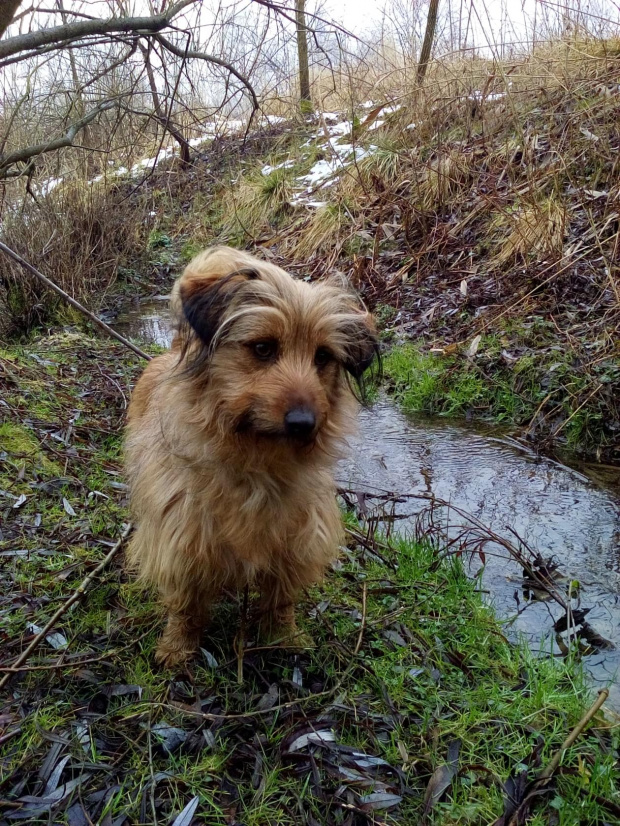 jlez, Poland (tytuł: Natura 8886 – pies, woda, łąka, topniejący śnieg, drzewa, wczesna wiosna)