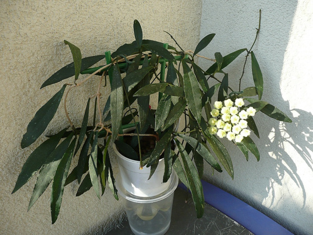 h.mirabilis