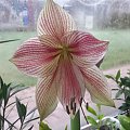 Hippeastrum Exotic Star