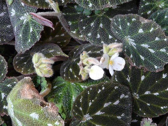 Begonia pustulata