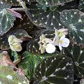 Begonia pustulata