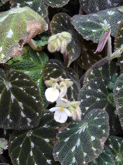 Begonia pustulata