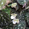 Begonia pustulata