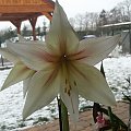 Hippeastrum Magic Green