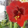 Hippeastrum Magnum