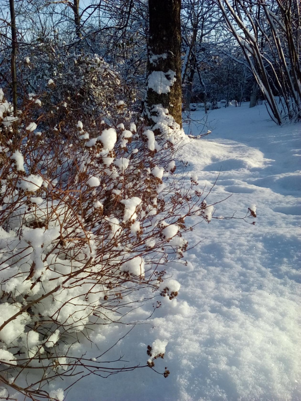 Zima w Polsce/Winter in Poland, Natura 15 270 (autor: jlez)