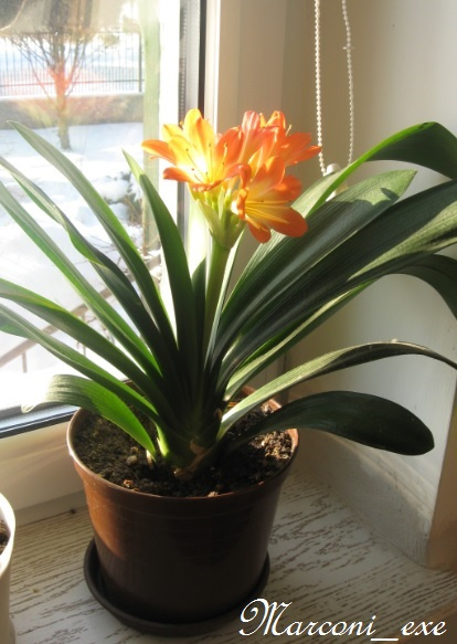 Clivia