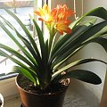 Clivia