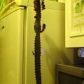 Euphorbia trigona f.rubra