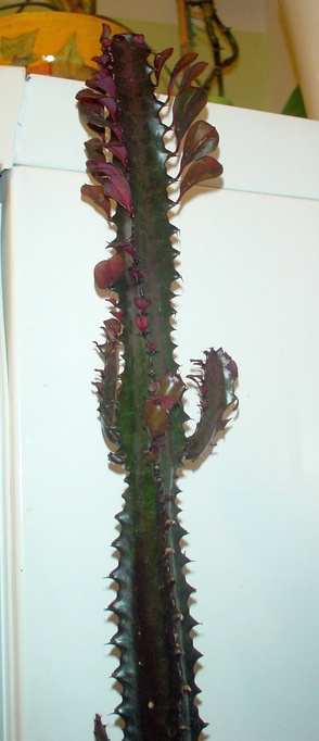 Euphorbia trigona f.rubra