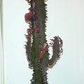 Euphorbia trigona f.rubra