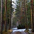 po zaśnieżonych, leśnych drogach .... w kierunku wiosny﻿