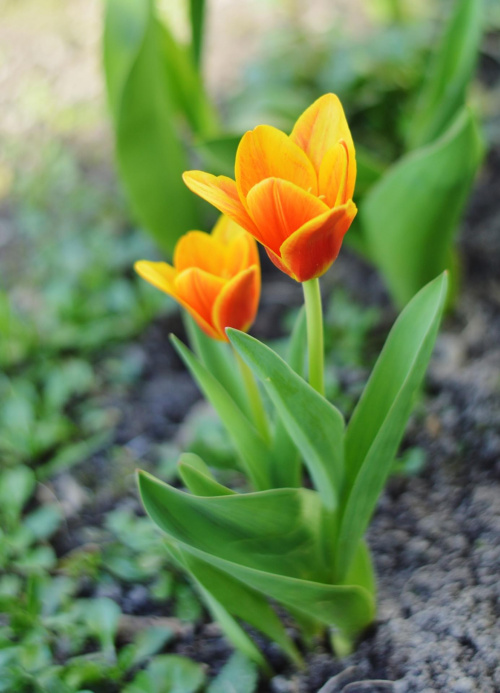 młode tulipanki
