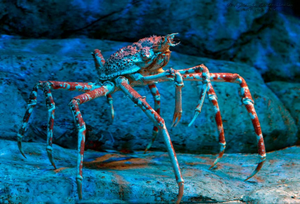 Japanese Spider Crab czyli Macrocheira kaempferi