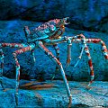 Japanese Spider Crab czyli Macrocheira kaempferi