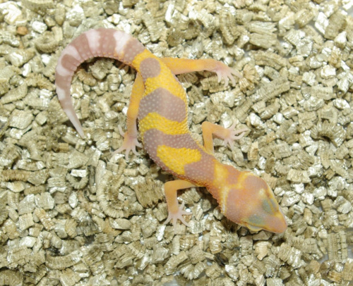097dab4820c3fa68med.jpg