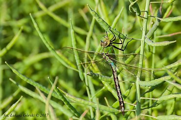 W rzepakowych strąkach - Żagnica zielona (Aeshna viridis) #ważka #owady