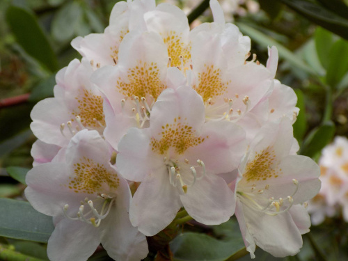 rhododendron maximum 4