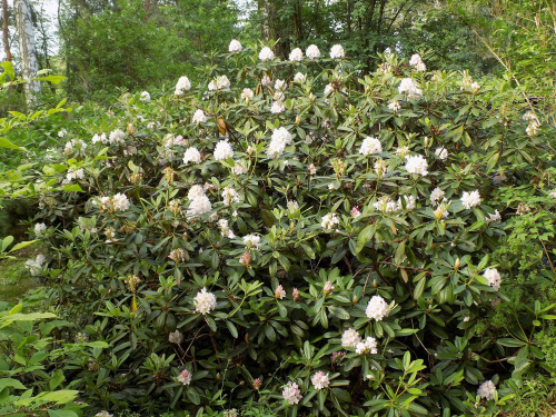 rhododendron maximum 6