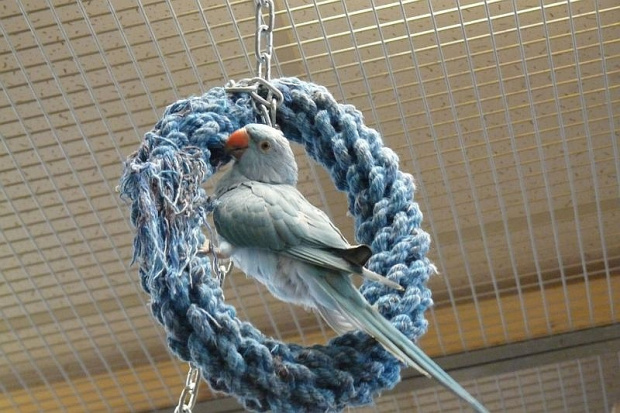 Papugarnia