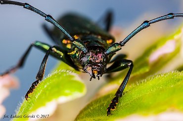 Kozioróg dębosz (Cerambyx cerdo) #kozioróg #dębosz #owady #makro