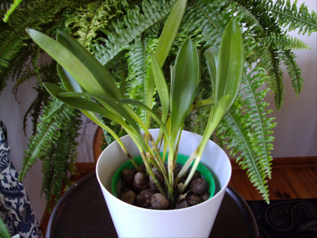 Masdevallia coccinea