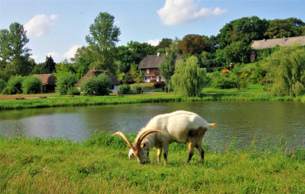 lubelskie koziołki