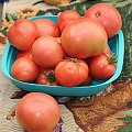 Pomidorki malinowe z mojej malej szklarni a nasiona z Polski:)
pierwszy raz w zyciu wyhodowalam pomidorki z nasion, Musza mi sasiedzi pomagac w zjedzeniu,tak obrodzily:) #pomidory #ogrody #alicjaszrednicka