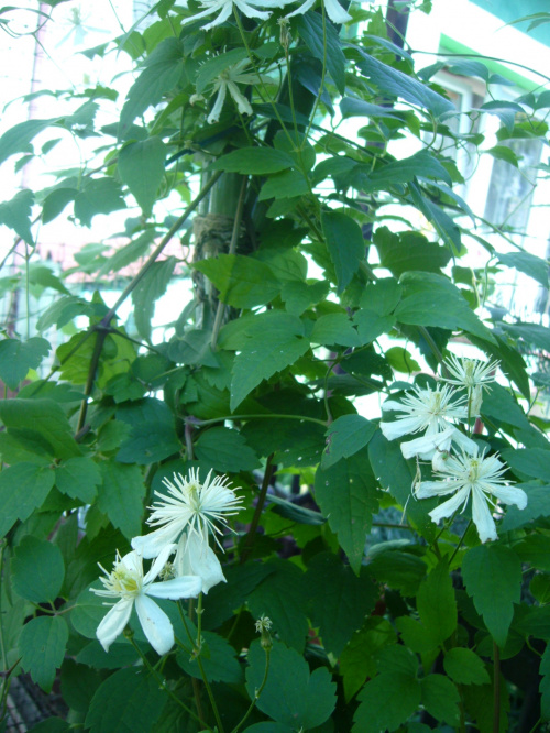 CLEMATIS