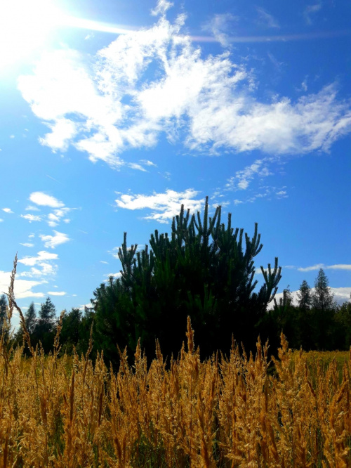 #łąka #niebo #trawa #natura #krajobraz