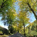 jesien #lasy #jesienne #drogi alicjaszrednicka-mondritzki