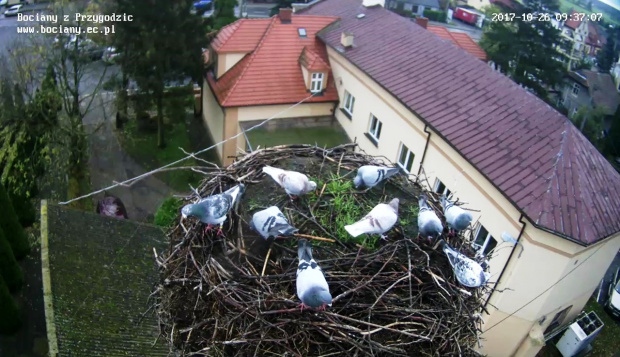 Gołębie w bocianim gnieździe w Przygodzicach