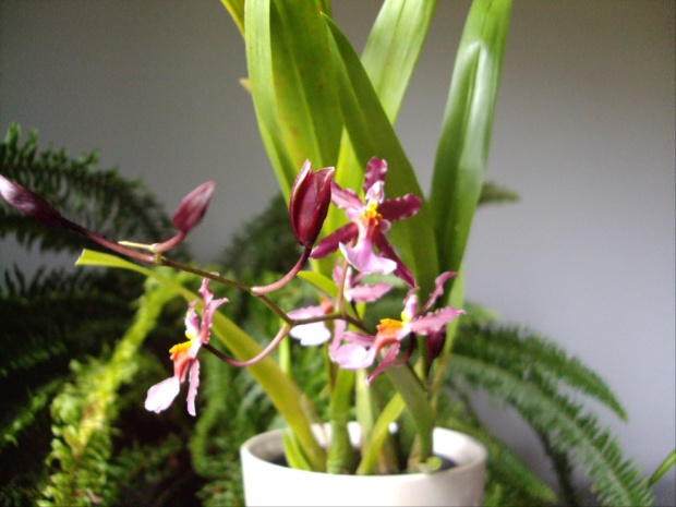 Oncidium Sharry Baby Sweet Fragrance