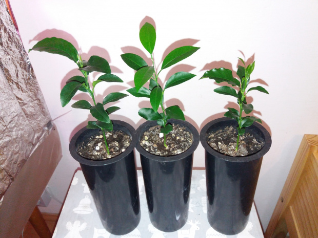 "mangorynki" / unknown tangor seedlings "mangorines"