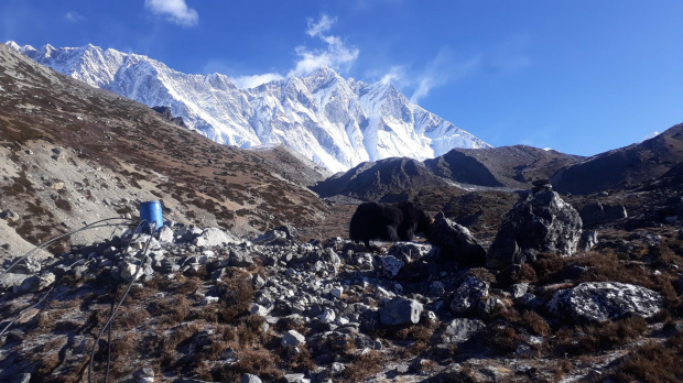Lhotse, a na pierwszym planie pasący się jak i ujęcie wody dla Chukhung, z widoczną "instalacją wodociągową" napędzaną przez grawitację.